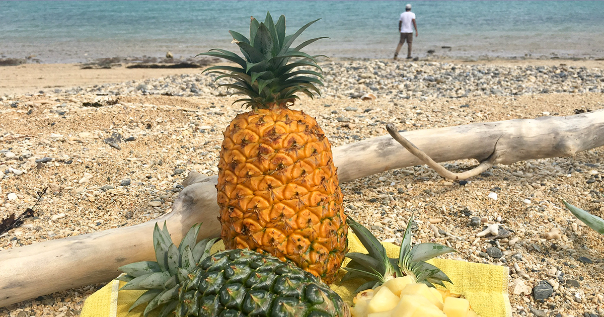 ハンサムパインがハンサムな理由とは？沖縄のパイナップル農家さんへ完熟の甘～い秘密を取材