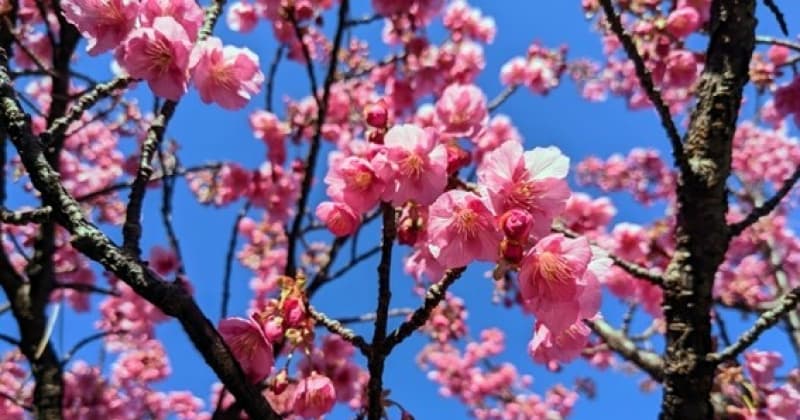 日本で一番早咲きの桜：土肥桜（といざくら）