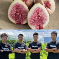 約150年の歴史「はざまいちじく」とは？香川の伝統果実を引き継ぐチームがこれからの農業を先駆ける