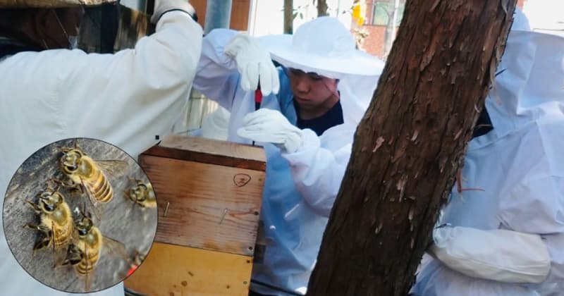 高校1年生の虫博士Daiyaが都会で生息する究極の日本ミツバチを追う！ハチミツが腐らないってホント？
