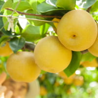 「和梨祭り」開催中！楽天ファームが厳選した梨農家さんから産地直送で秋の味覚をお届けします